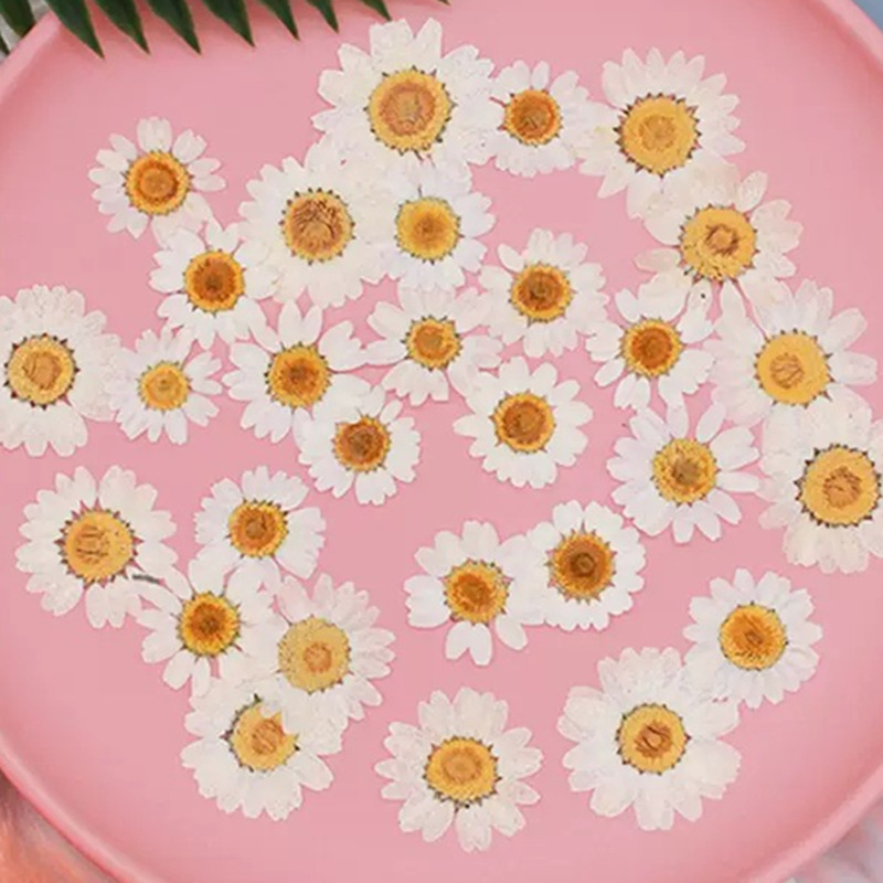 Dried Flower Bouquet - 100 Buah Spesimen Tanaman Krisan Kristal