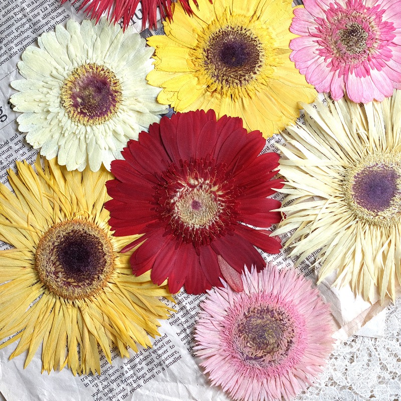Dried Flower Bouquet - 1pcs/7-9cm, Bunga Gerbera Kering Tekan Warna