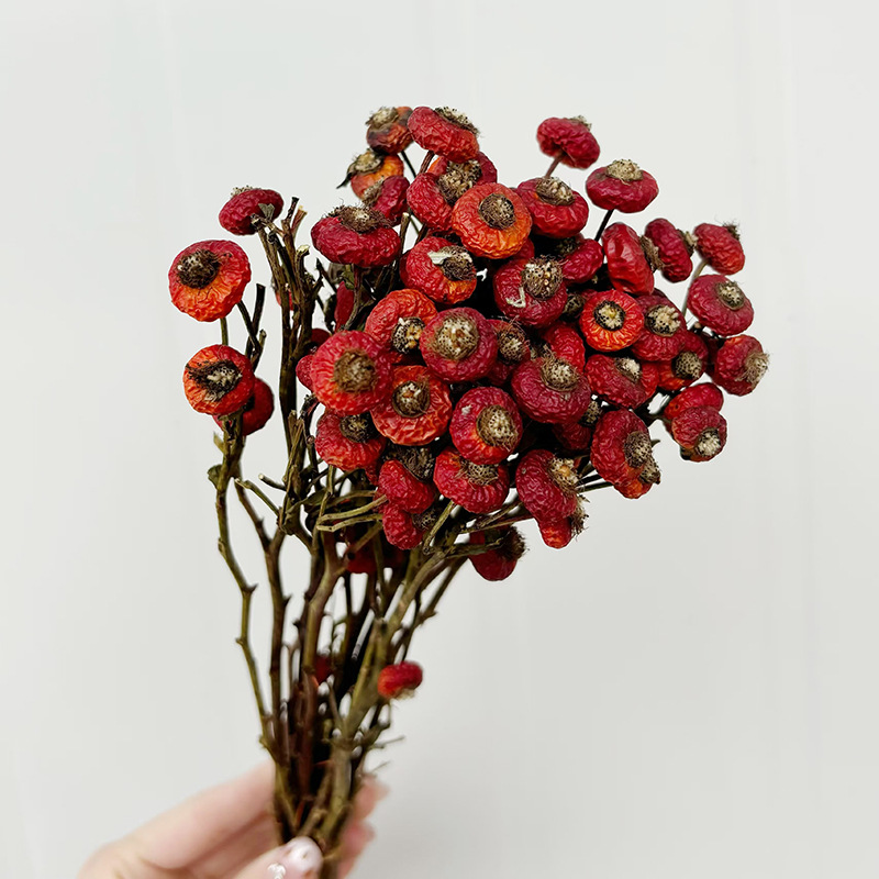 10pcs/Bundel Bunga Mawar Kerin - Dried Flower Bouquet ulasan dan harga