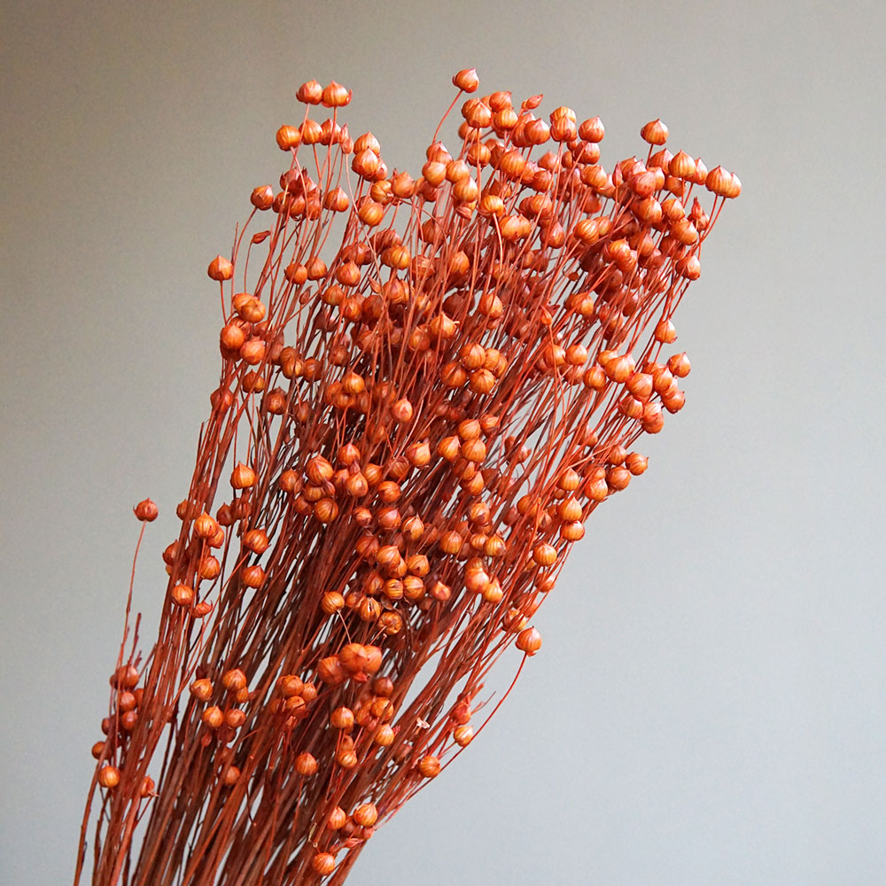 35g/Ormosia Hosiei Alami Bunga - Dried Flower Bouquet ulasan dan harga