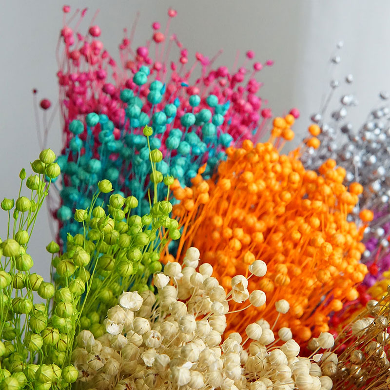 35g/Ormosia Hosiei Alami Bunga - Dried Flower Bouquet ulasan dan harga