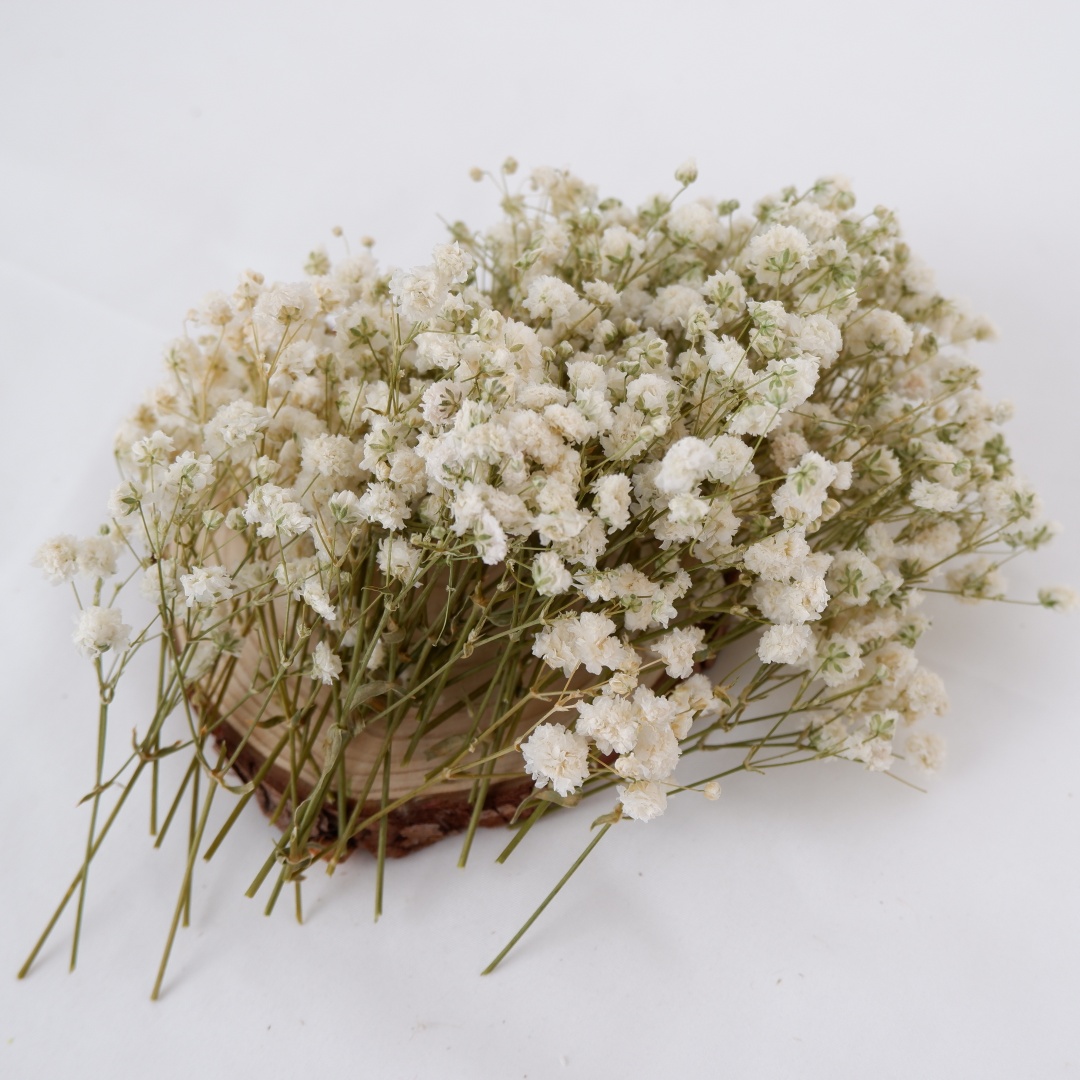 Bunga Kering Putih Mini Gypsop - Dried Flower Bouquet ulasan dan harga