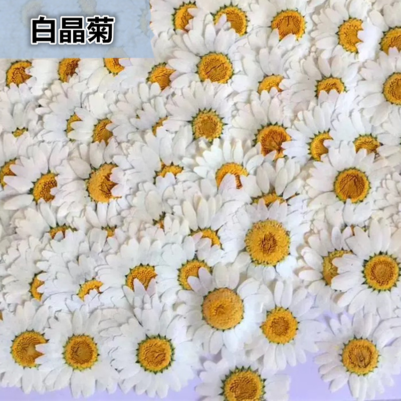 100 Buah Spesimen Tanaman Kris - Dried Flower Bouquet ulasan dan harga