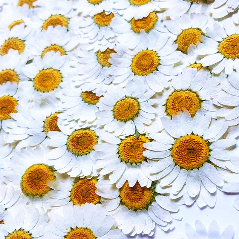 100 Buah Spesimen Tanaman Kris - Dried Flower Bouquet ulasan dan harga