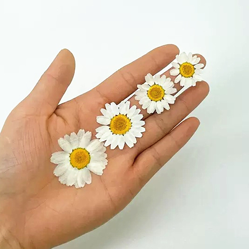 100 Buah Spesimen Tanaman Kris - Dried Flower Bouquet ulasan dan harga