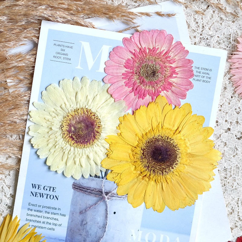 1pcs/7-9cm, Bunga Gerbera Keri - Dried Flower Bouquet ulasan dan harga