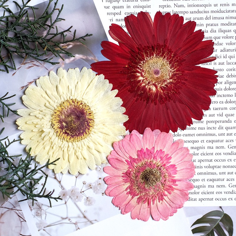1pcs/7-9cm, Bunga Gerbera Keri - Dried Flower Bouquet ulasan dan harga