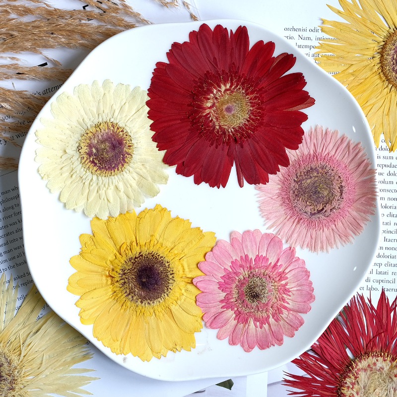 1pcs/7-9cm, Bunga Gerbera Keri - Dried Flower Bouquet ulasan dan harga