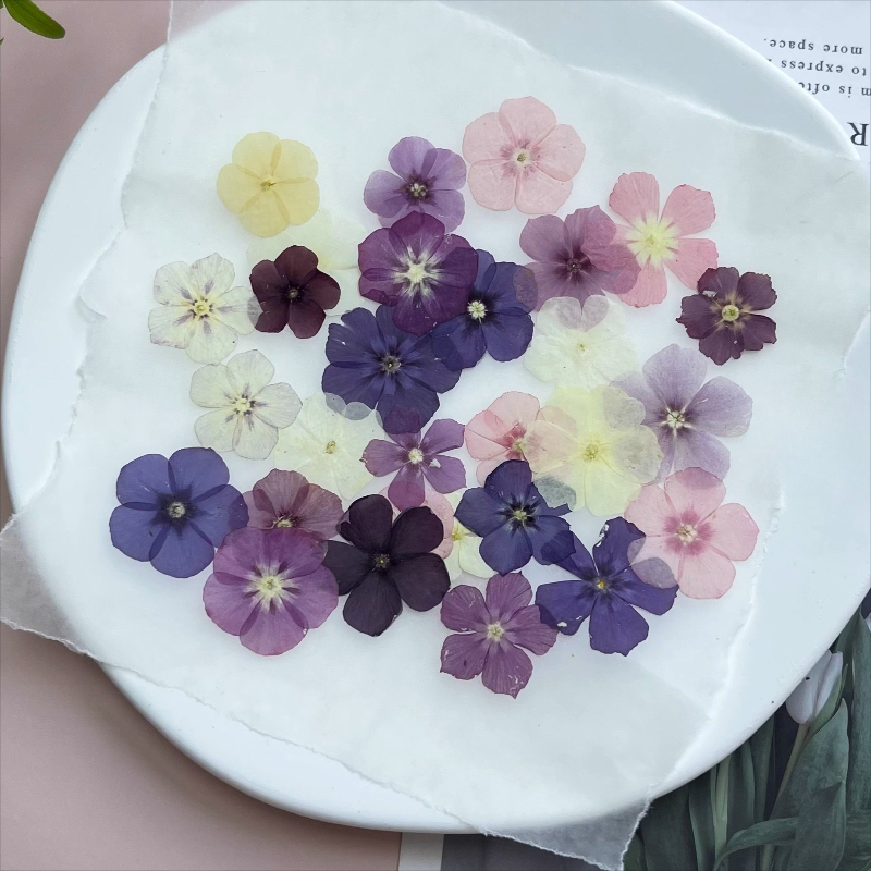 12pcs, Bunga Kering Tekan Semi - Dried Flower Bouquet ulasan dan harga