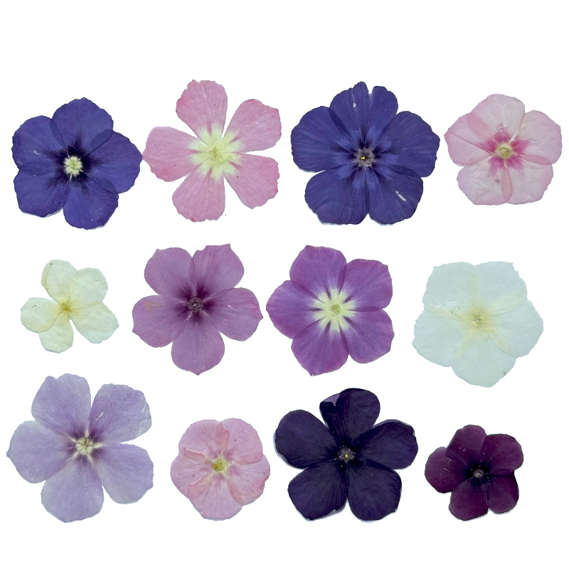12pcs, Bunga Kering Tekan Semi - Dried Flower Bouquet ulasan dan harga