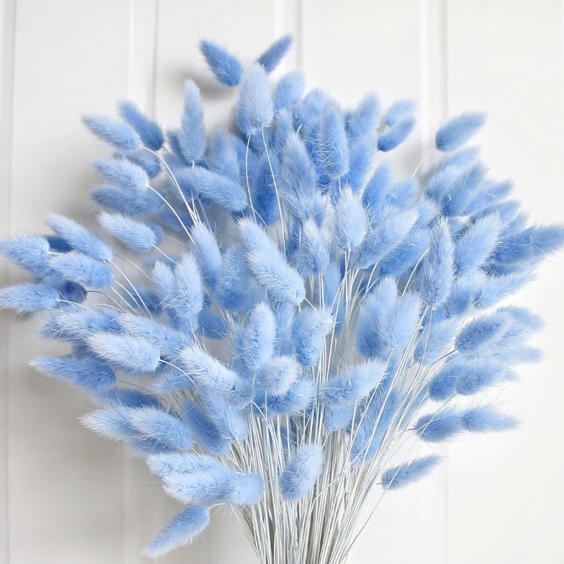 100 Buah Ekor Kelinci Biru Rum - Dried Flower Bouquet ulasan dan harga